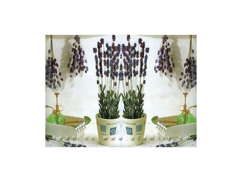 Trang trí nhà phong cách đồng nội với hoa oải hương tự chế