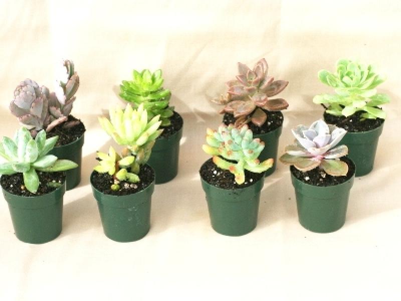 Tự làm vườn tí hon trong bình thủy tinh