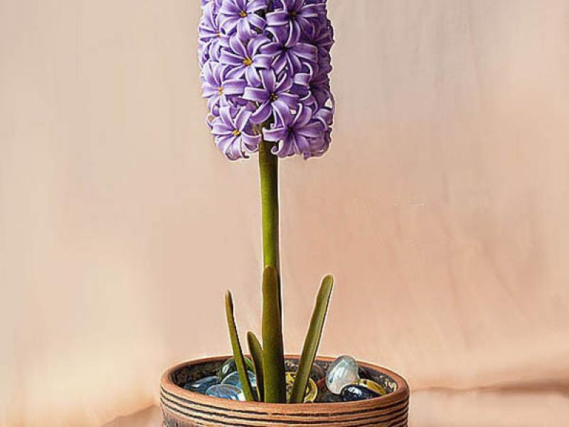 Dùng đất sét Nhật làm chậu hoa lục bình cực xinh