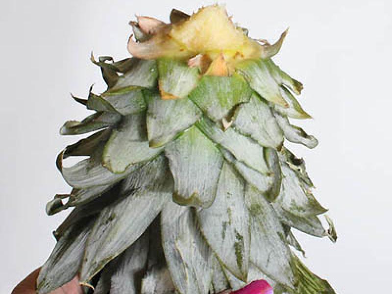 Trồng cây dứa cực kỳ đơn giản từ quả dứa chín